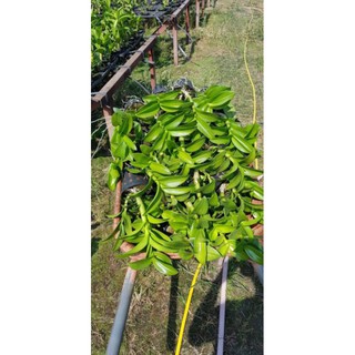 Hoa lan denro vàng chanh - cây lớn