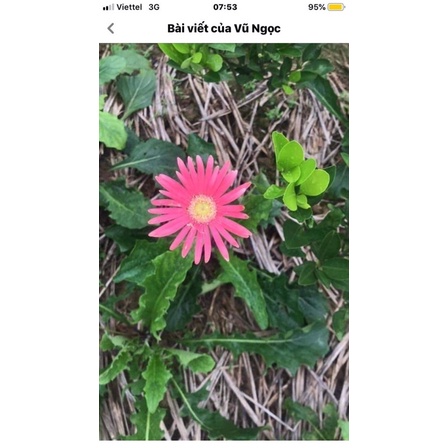 Hoa Đồng tiền cổ cánh đơn