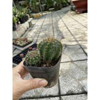 Xương rồng Nôtcactus