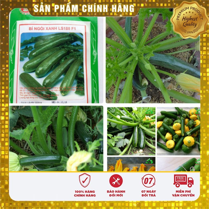 Hạt Giống Bí Ngòi Xanh ( 10 Hạt )