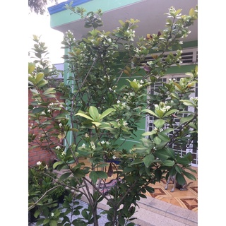 CHERRY BRAZIL - CÂY TRUNG (ảnh thật)