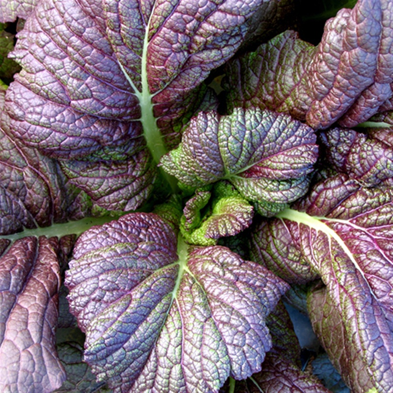 Hạt Giống Cải Mù Tạt Đỏ (318) 1gr