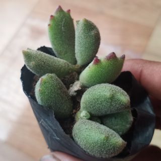 Sen đá tay gấu mập (khách vui lòng xem mô tả trước khi đặt)