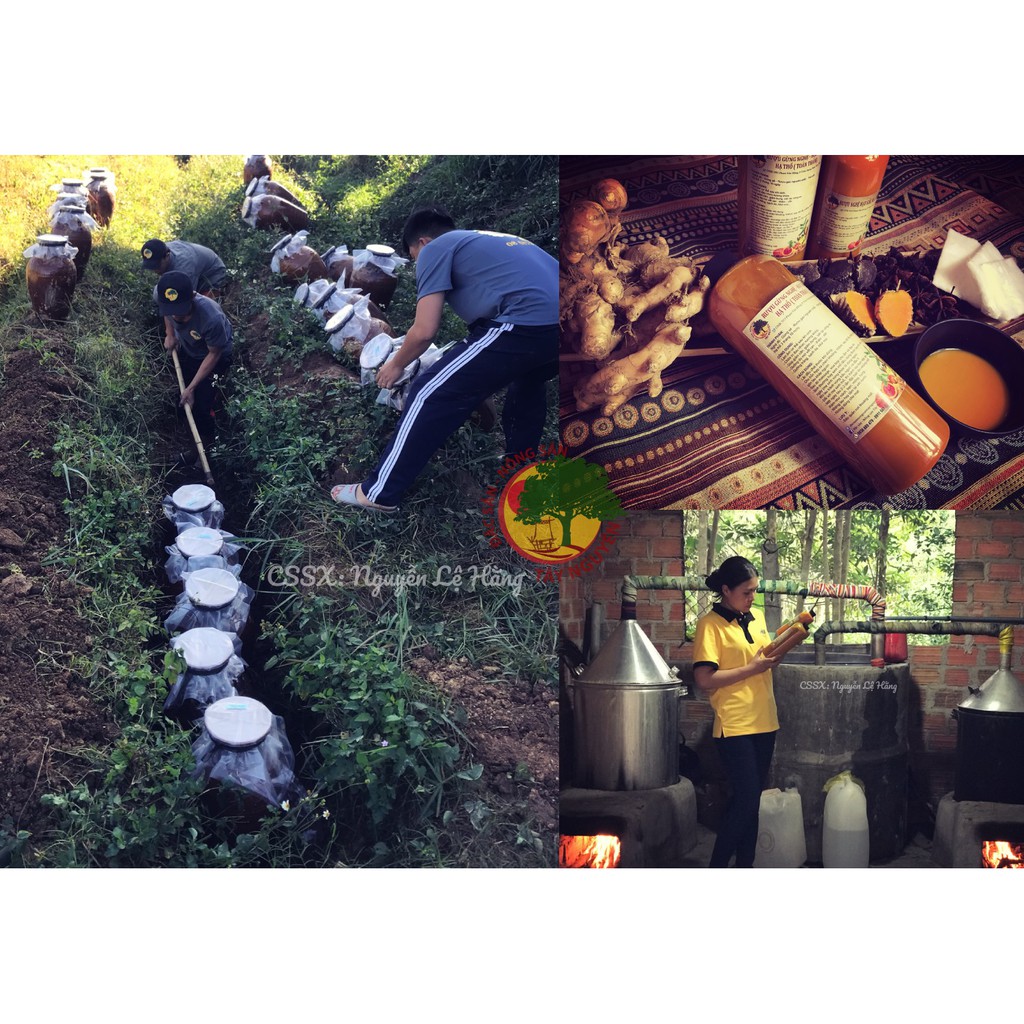 [Mã 2712FMCGSALE giảm 8% đơn 500K] GỪNG NGHỆ HẠT GẤC HẠ THỔ (TOÀN THÂN) | BigBuy360 - bigbuy360.vn