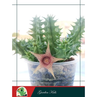Xương rồng sao biển (Huernia Korat Star)