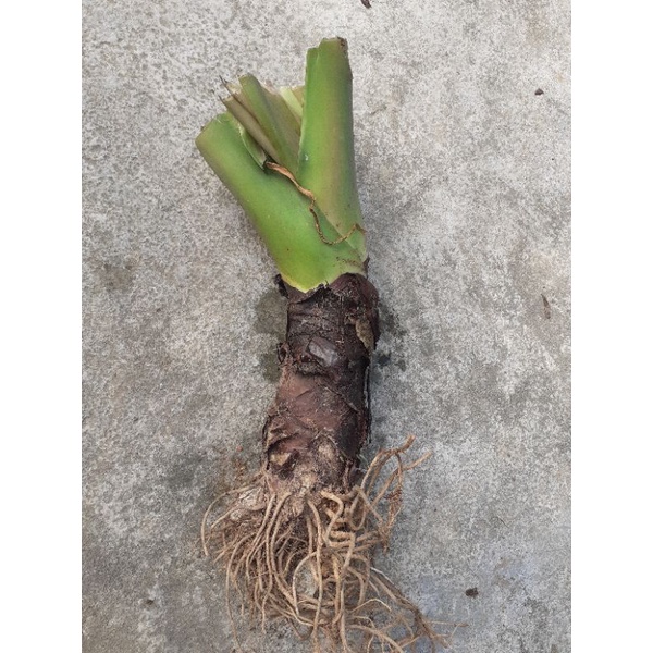 Củ ráy/bạc hà núi .1 củ