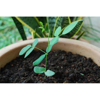 Hạt giống hoa đậu biếc (gói 20 hạt)