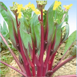 HẠT GIỐNG CẢI NGỒNG ĐỎ F1