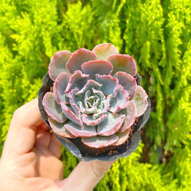 Sen đá bắp cải tím 5-7cm