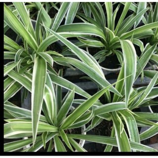 CÂY MẾN KHÁCH / CÂY MẪU TỬ /CÂY PHÁT TÀI