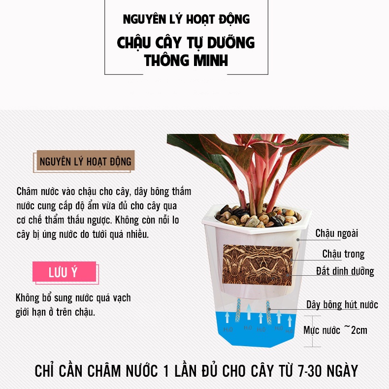 Chậu nhựa trồng cây thông minh tự tưới/thủy sinh/cây để bàn văn phòng/chậu đa giác trong suốt rộng 13 cao 14cm