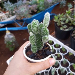 Xương rồng tai thỏ trắng mini