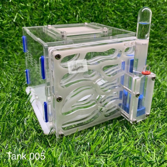 Formicarium - Tank nuôi kiến cảnh