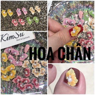 Hoa bột chân - cúc vẽ