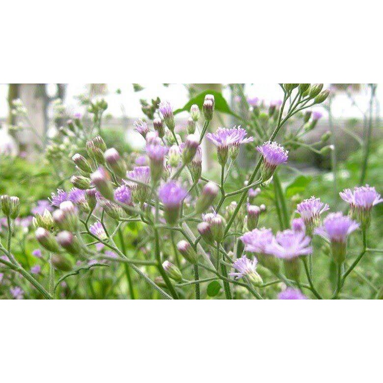 0.5 kg thân lá cây Bạch Đầu Ông tươi