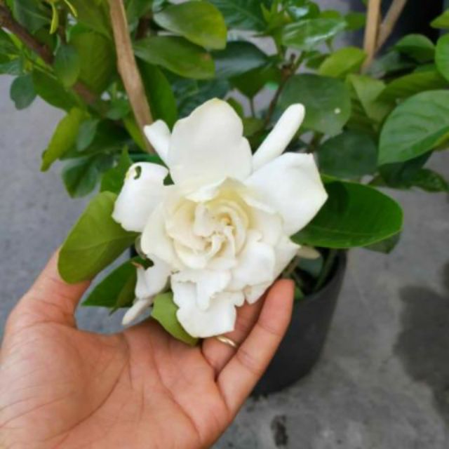 Cây 🌲 Bạch Thiên Hương ...hoa thơm