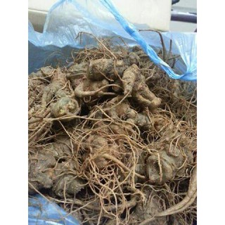 Củ tam thất khô - Hà Giang 500gram