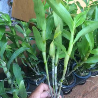 Lan Dendro chưa nở hoa