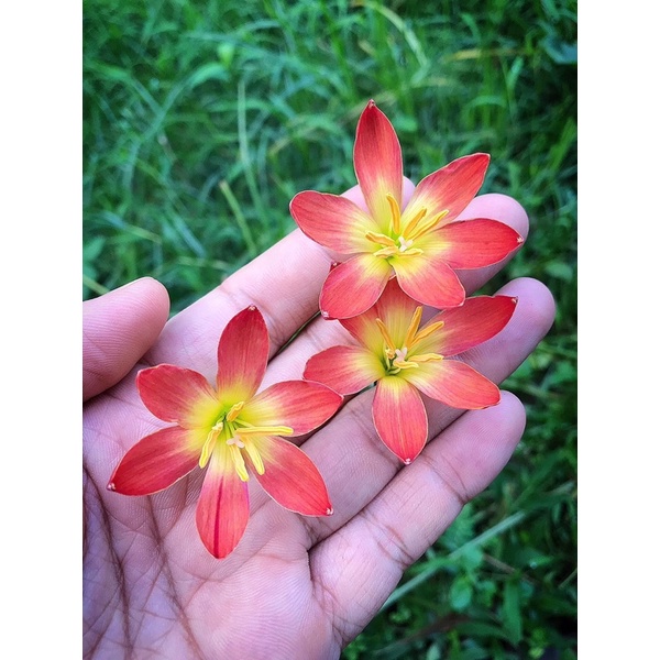 Củ huệ mưa ngoại Krakatau bảo hành mặt hoa