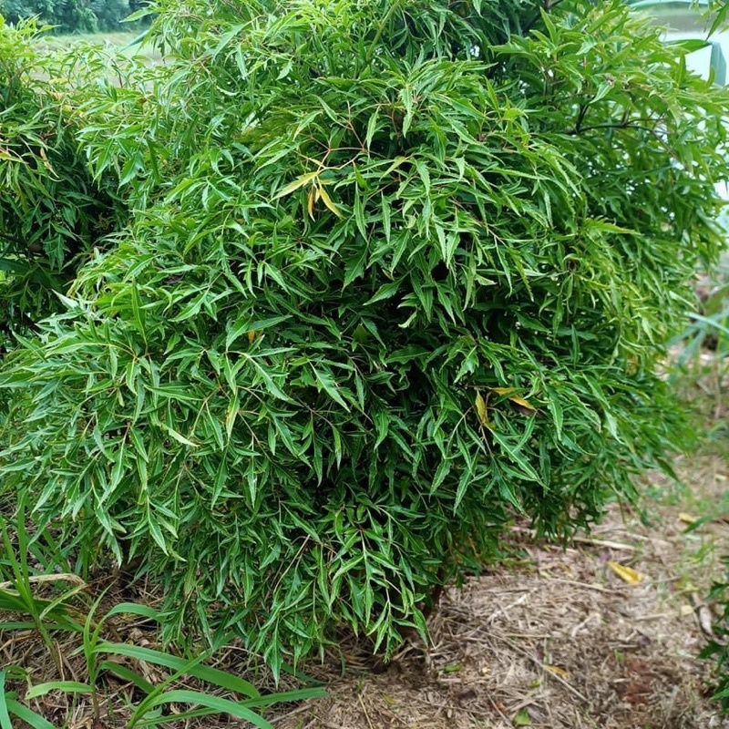 Đinh lăng 1 kg xao khô hàng sạch nhà trồng lá cây nguyên chất