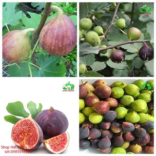 Hạt giống Sung Mỹ ngọt siêu quả tỷ lệ nảy mầm cao