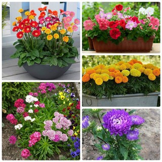 Combo 5 gói hạt giống hoa – 5 loại hoa dễ trồng (TẶNG gói kích thích hỗ trợ hạt nảy mầm)