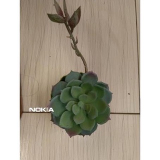 Hoa giả - Sen đá mầm hàng đẹp.