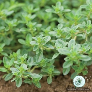 [ĐỘC QUYỀN] CỎ XẠ HƯƠNG - CÂY THYME