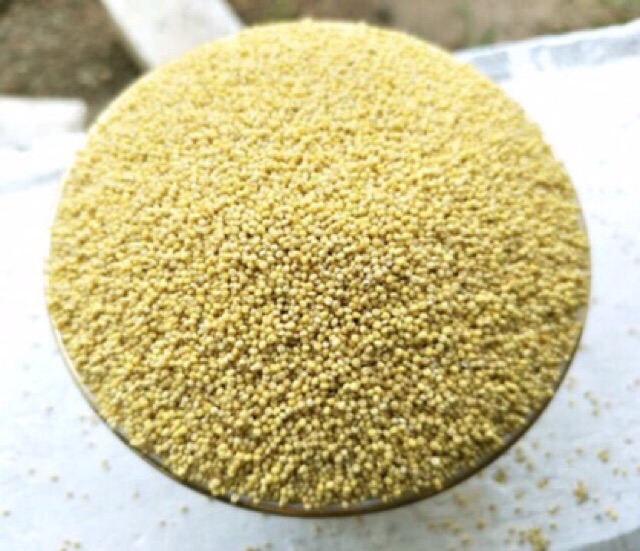 Hạt kê nếp vàng nghệ an 10kg giá sỉ