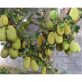 Cây giống mít thái cây cấy mô