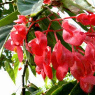 củ giống hoa trúc Pháp hoa quanh năm siêu dễ trồng