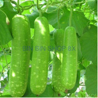 Hạt giống bầu sao quả ngắn F1