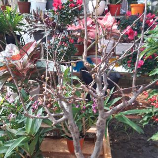 Mai đỏ đang nụ hàng chơi tết