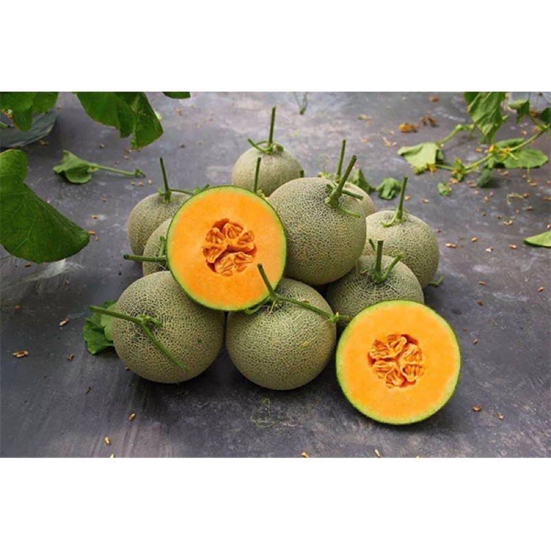 Hạt Giống Dưa Lưới Ruột Vàng - 20 Hạt