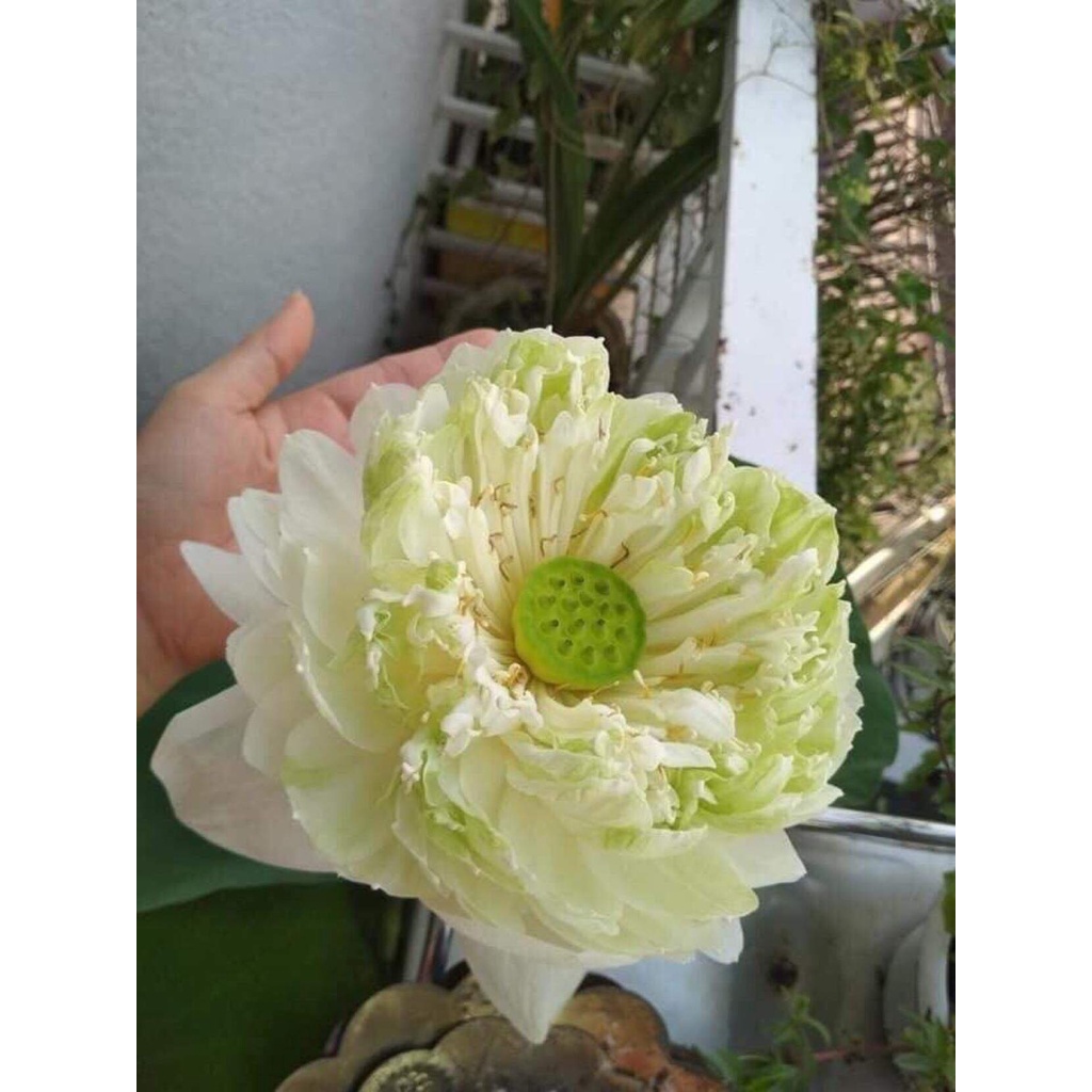 Củ Sen Thái Giống- 12 Loại- cho hoa sau tầm 1 tháng trồng