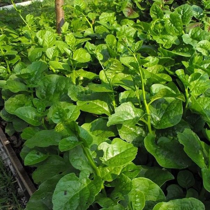 Hạt Giống Mồng Tơi Cao Sản Phú Nông - 10g