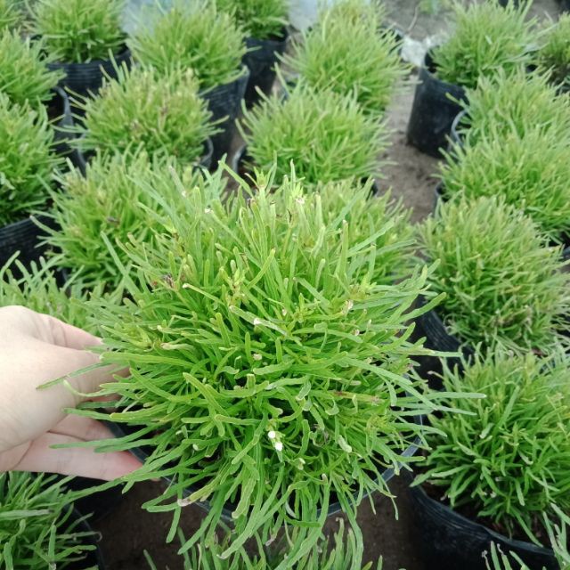 Cây cỏ mây mỹ - Cây cảnh để bàn - caykiengsadec