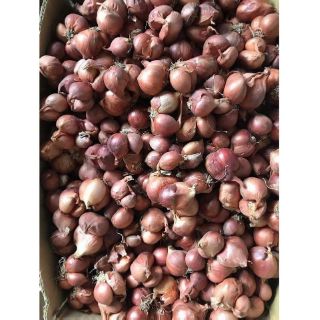 100g Hành khô hàng Việt Nam