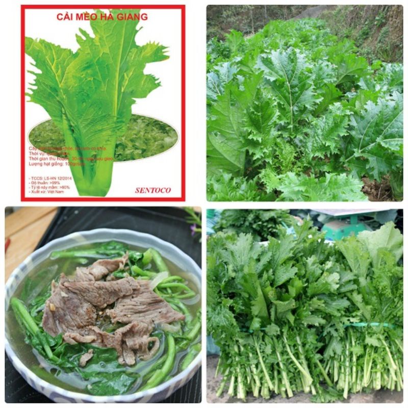 Gói 10 GRAM HẠT GIỐNG RAU CẢI MÈO HÀ GIANG