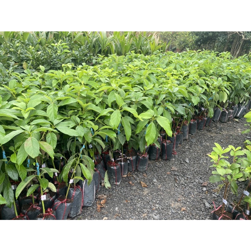 Cây bơ giống cho quả nhanh