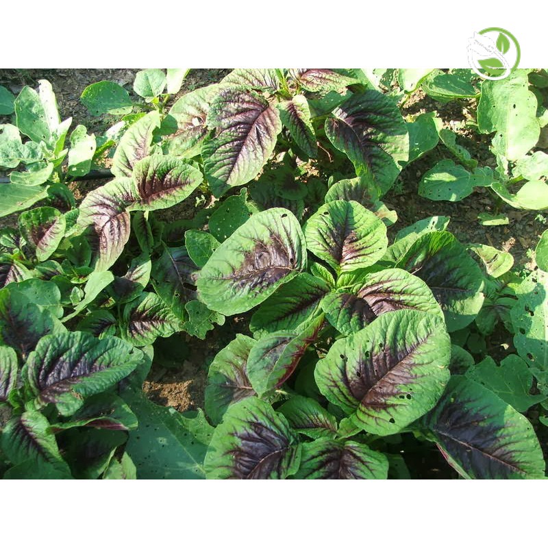 Hạt Giống Rau Dền Ba Màu Phú Nông - Gói 20g -50g - Amaranth Mix