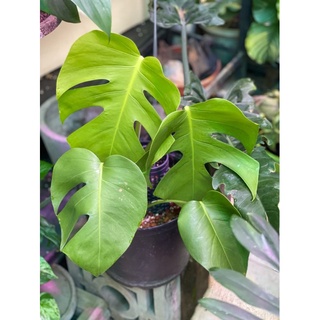 Trầu bà Nam Mỹ Leo | Monstera Borsigiana