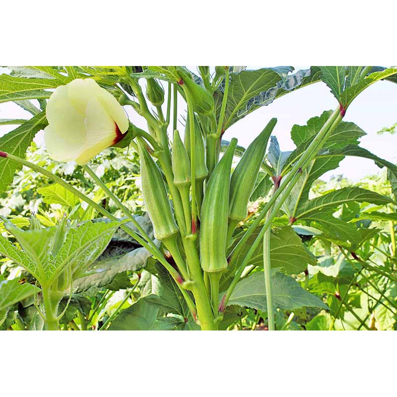 Hạt giống - Hạt giống rau lai đậu bắp xanh F1 Bendi - Thu hoạch sau 50 ngày 20h