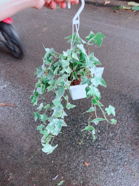 Chậu Cây Thường Xuân
