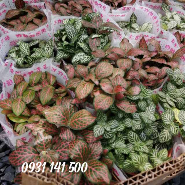 Lá may mắn (Fittonia)