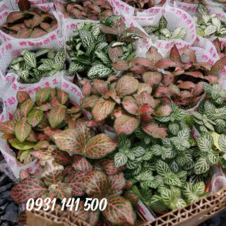 Lá may mắn (Fittonia)