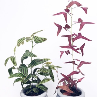 Cây cánh bướm- Trang trí sân vườn- Decor- Phong thuỷ- Cây hoa kiểng Đồng Tháp