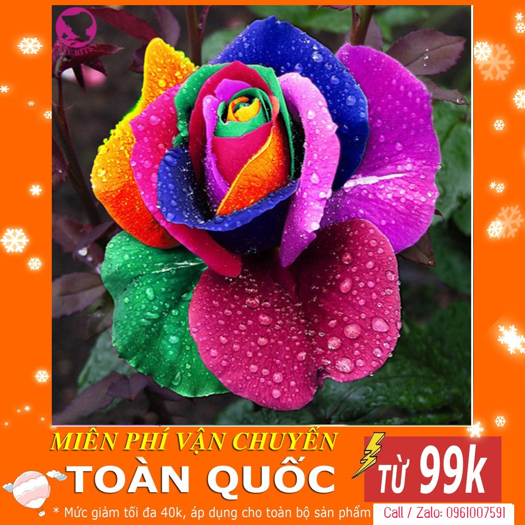 Hạt Giống Hoa Hồng Bảy Màu - 10 Hạt [ Tặng Kèm 1 Viên Nén Xơ Dừa ]