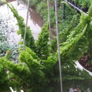 Cây Dương Xỉ .đủ loại(tặng kèm phân bón)