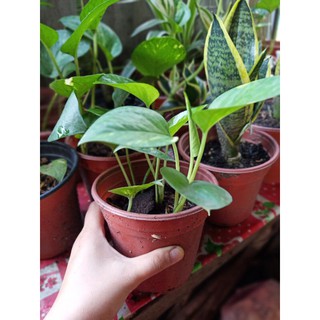 Cỏ Lan Chi (cây phong thủy)